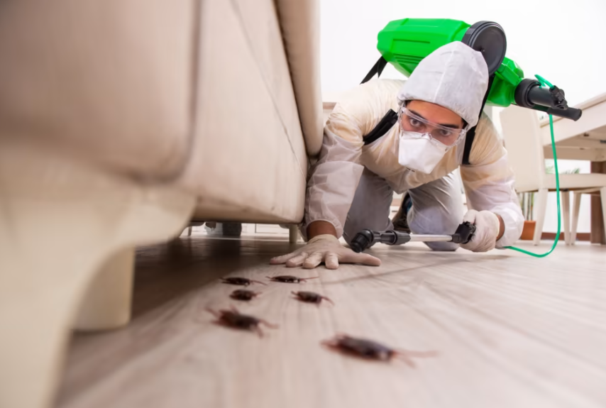 20 cách diệt côn trùng tại nhà đơn giản hiệu quả