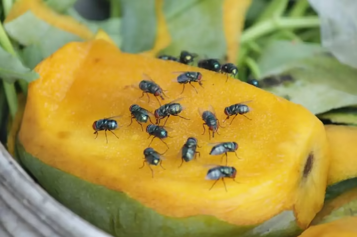 Hướng dẫn cách diệt côn trùng hiệu quả, an toàn sức khỏe