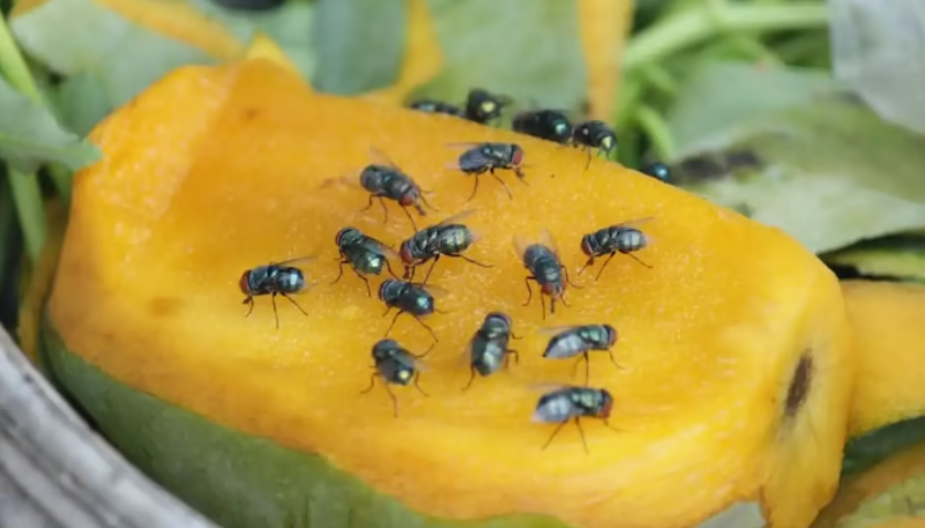 Hướng dẫn cách diệt côn trùng hiệu quả, an toàn sức khỏe