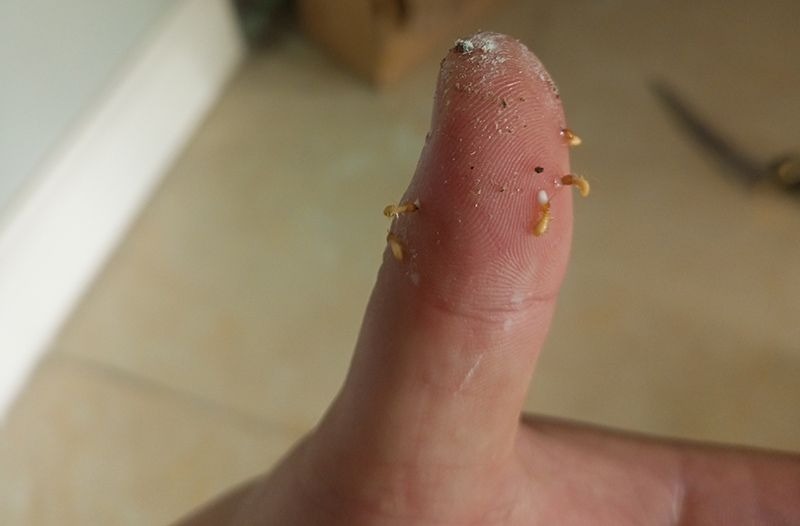 bị mối cắn có sao không