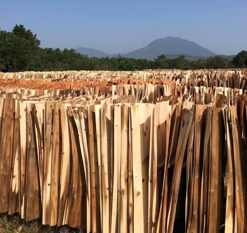 bị mối cắn có sao không