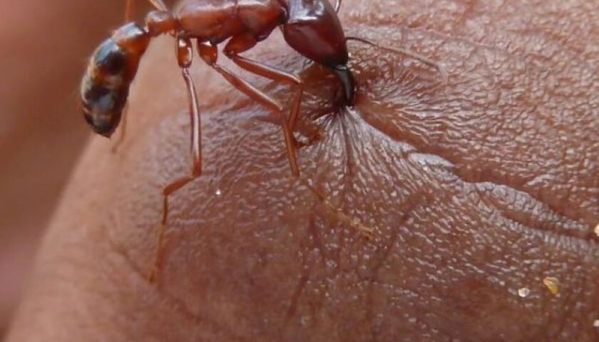 bị mối cắn có sao không