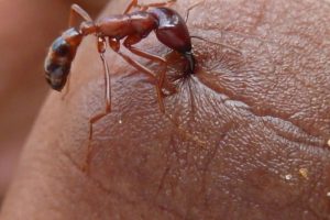 bị mối cắn có sao không