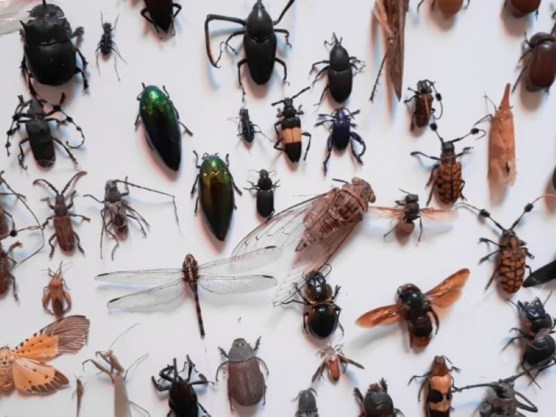 Các Loại Côn Trùng Trong Nhà