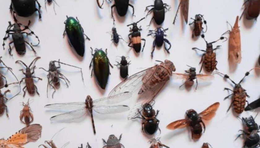 Các Loại Côn Trùng Trong Nhà