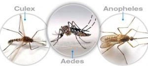 Các Loại Muỗi