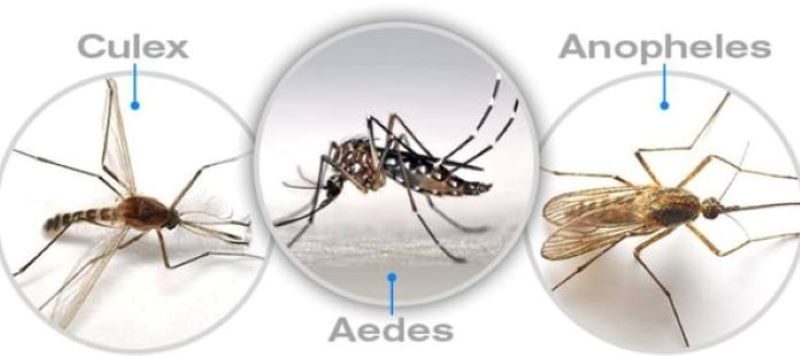 Các Loại Muỗi