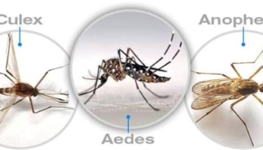 Các Loại Muỗi