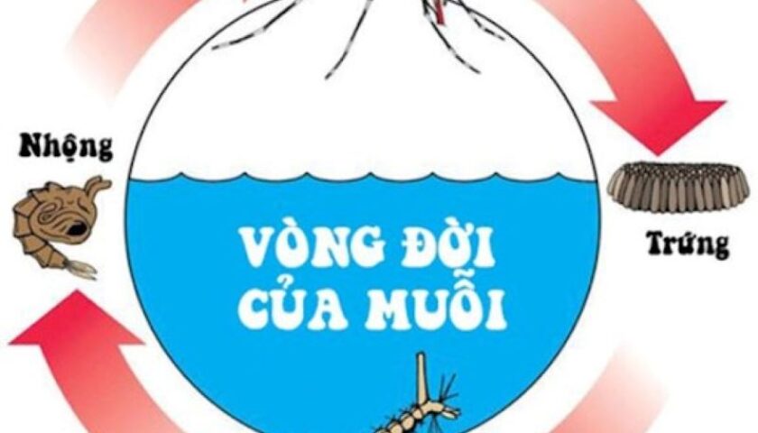 Chu kỳ sống của muỗi như thế nào? Cách kiểm soát muỗi hiệu quả