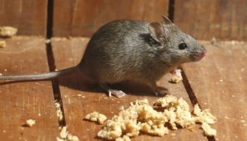 dịch vụ diệt chuột