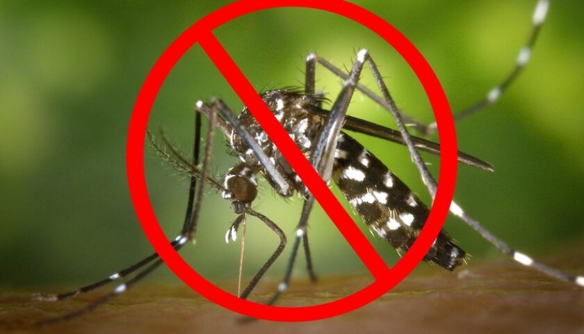 dịch vụ diệt muỗi