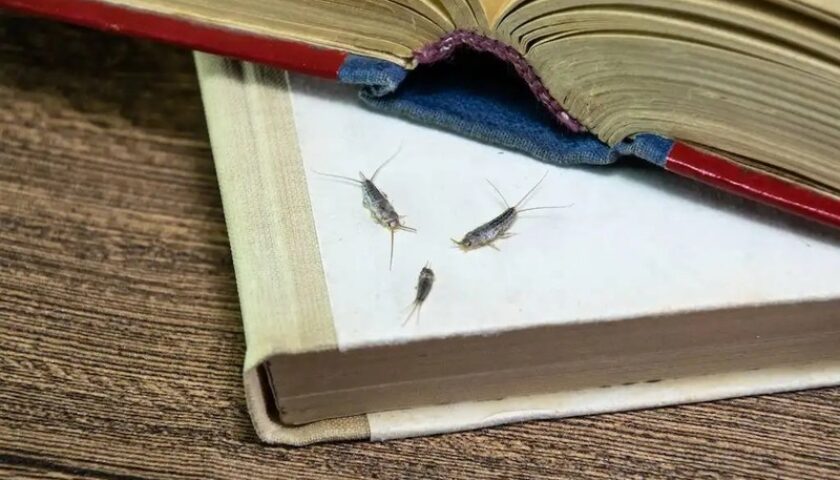 quy trình kiểm soát côn trùng