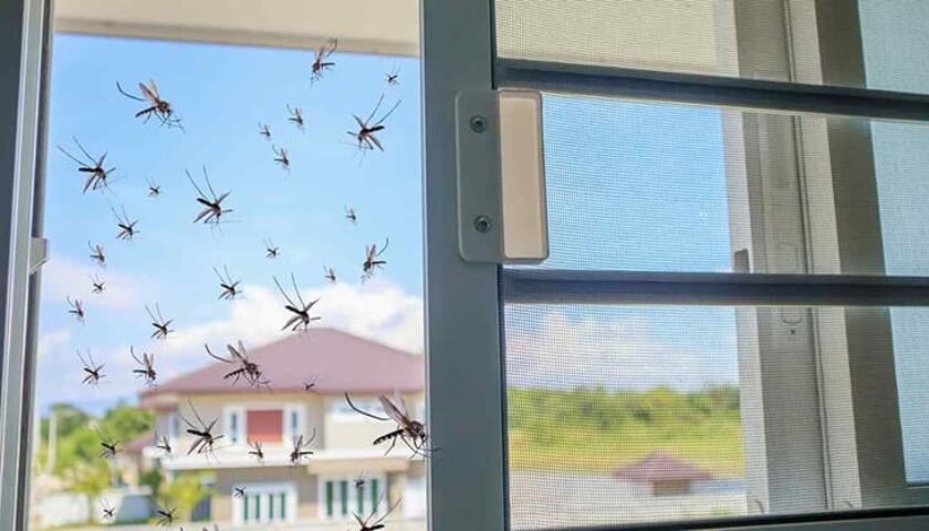 tại sao nhà có nhiều muỗi