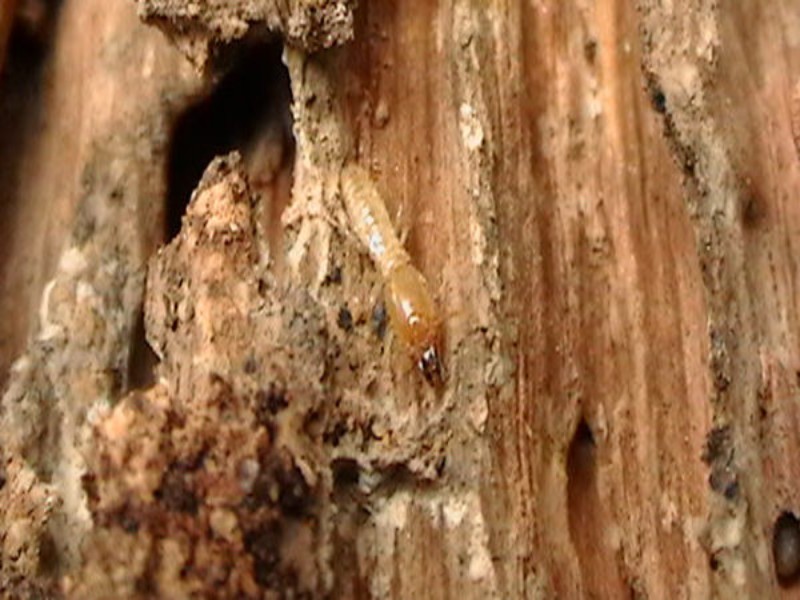 Con mối ăn gì