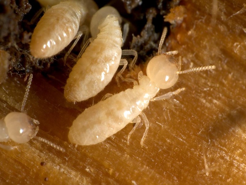 Con mối ăn gì