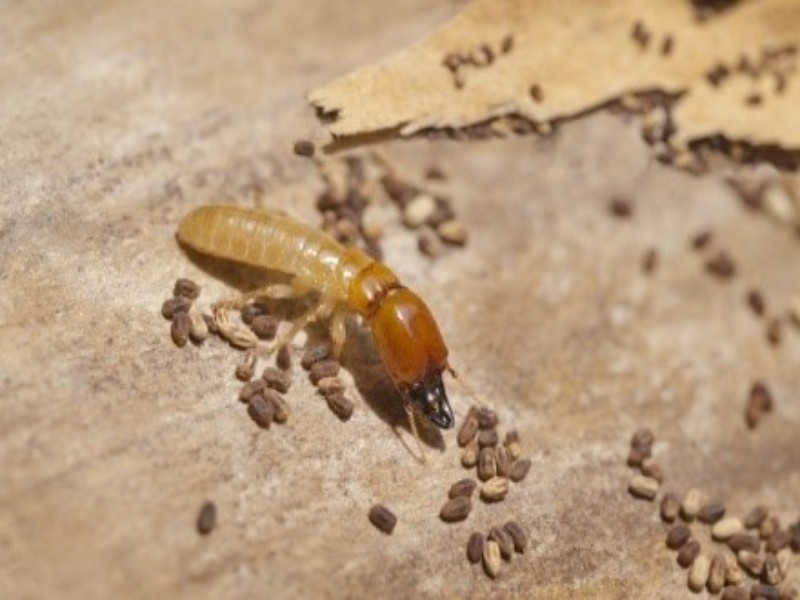 Con mối sợ gì nhất