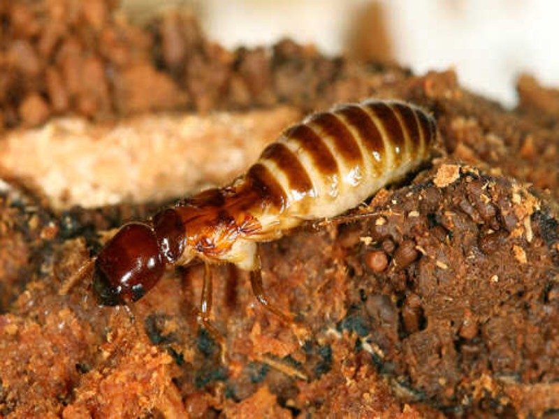 Con mối sợ gì nhất