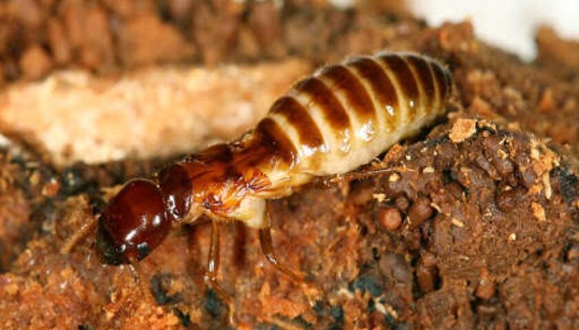 Con mối sợ gì nhất