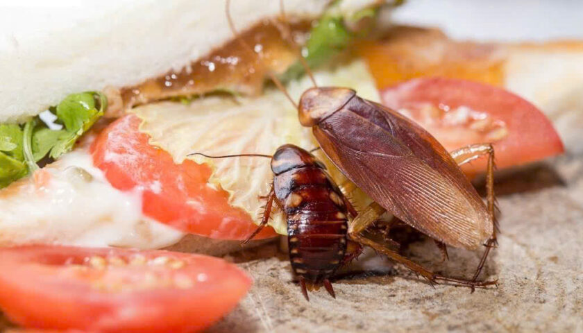 Xử Lý Côn Trùng Khu Công Nghiệp Lê Minh Xuân