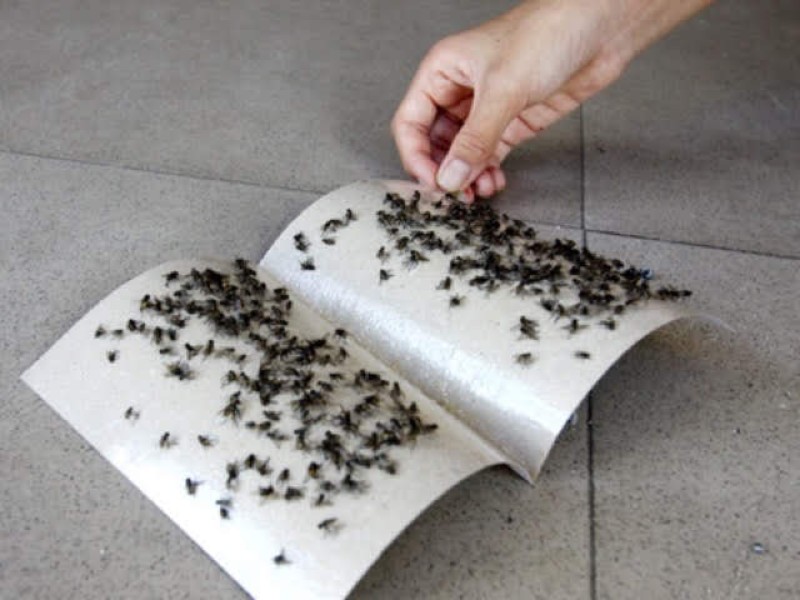 cách diệt ruồi trong quán ăn