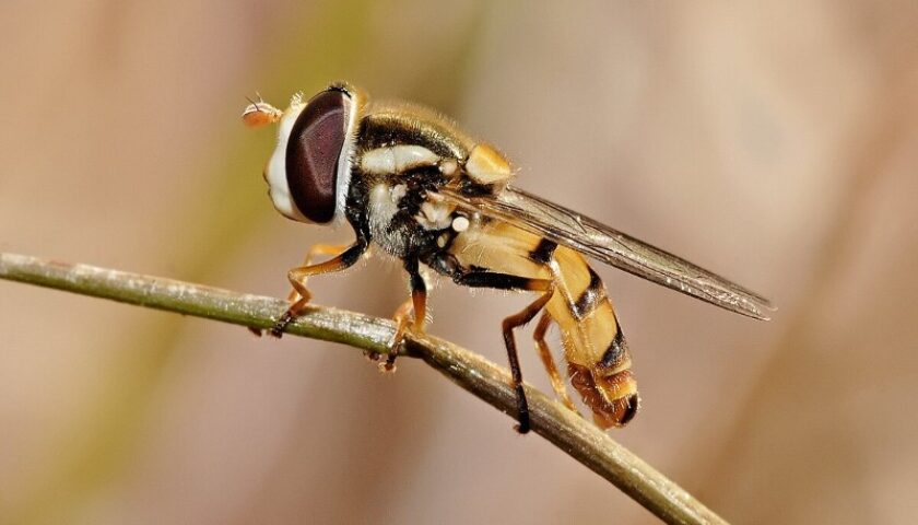 cách tiêu diệt ong ruồi