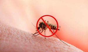 cách diệt muỗi tận gốc