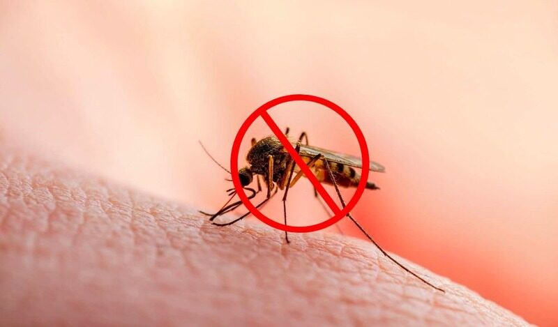 cách diệt muỗi tận gốc