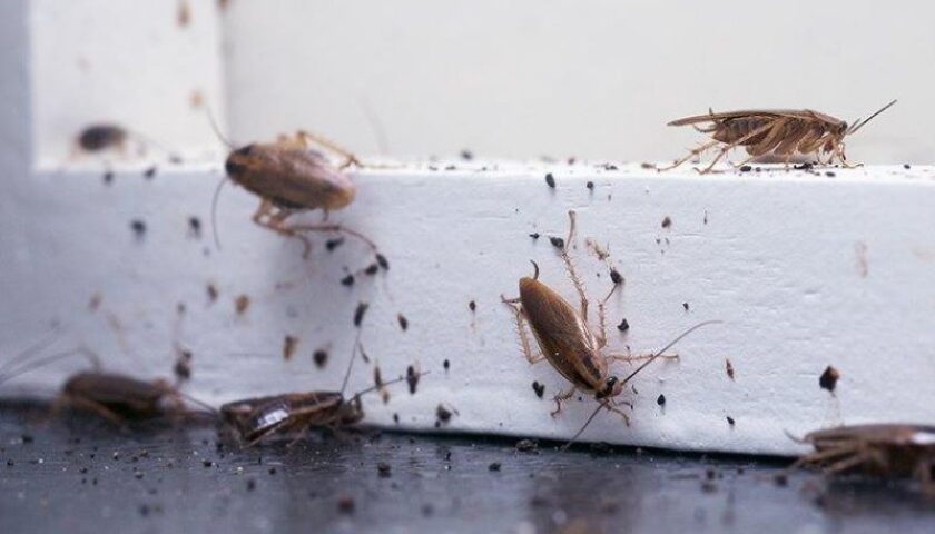 cách diệt côn trùng trong nhà