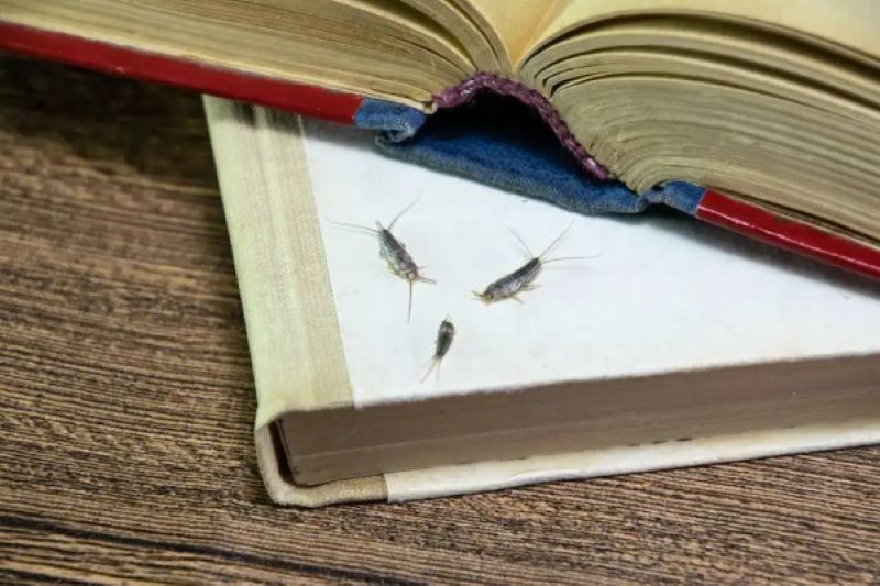 cách diệt côn trùng trong nhà