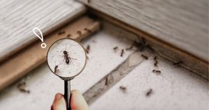 cách diệt kiến gió trên giường