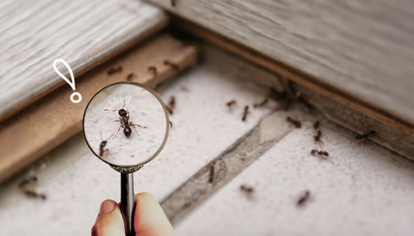 cách diệt kiến gió trên giường