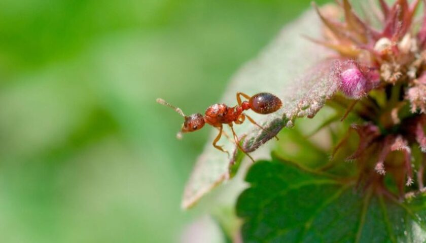 cách diệt kiến lửa trong vườn