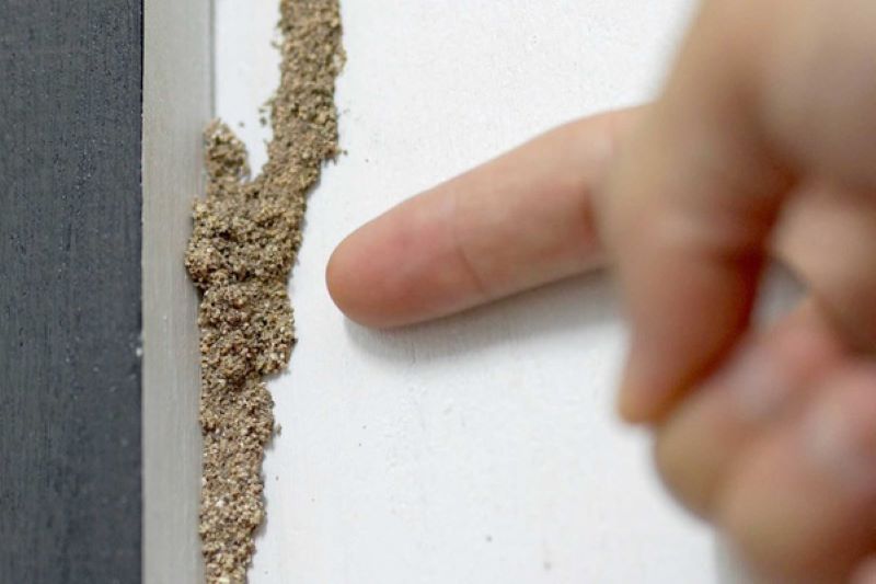 cách diệt mối trong tường nhà