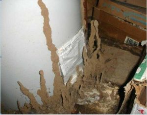 cách diệt mối trong tường nhà