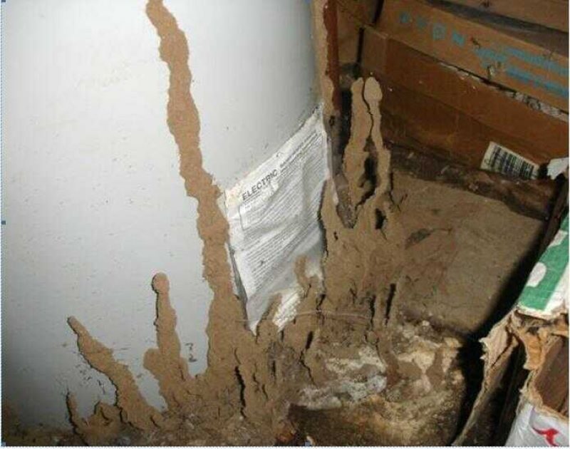 cách diệt mối trong tường nhà