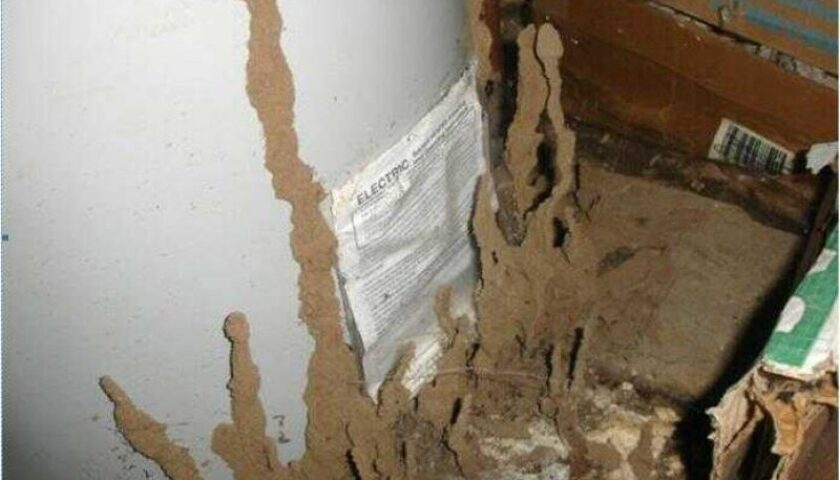 cách diệt mối trong tường nhà