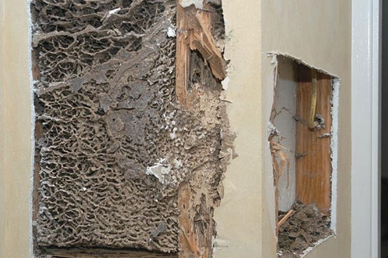 cách diệt mối trong tường nhà
