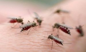 cách diệt muỗi trong nhà