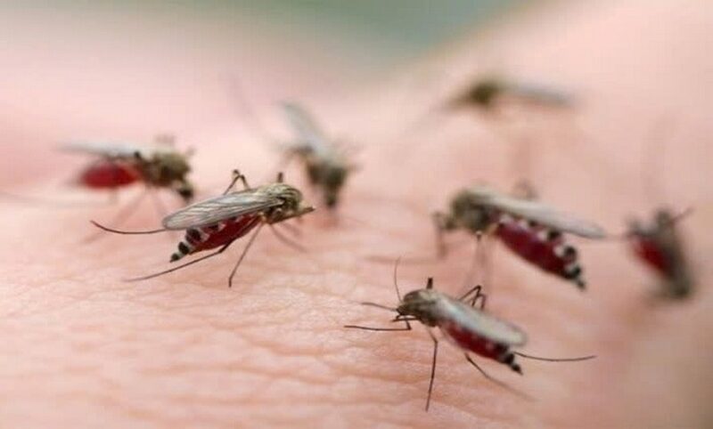 cách diệt muỗi trong nhà