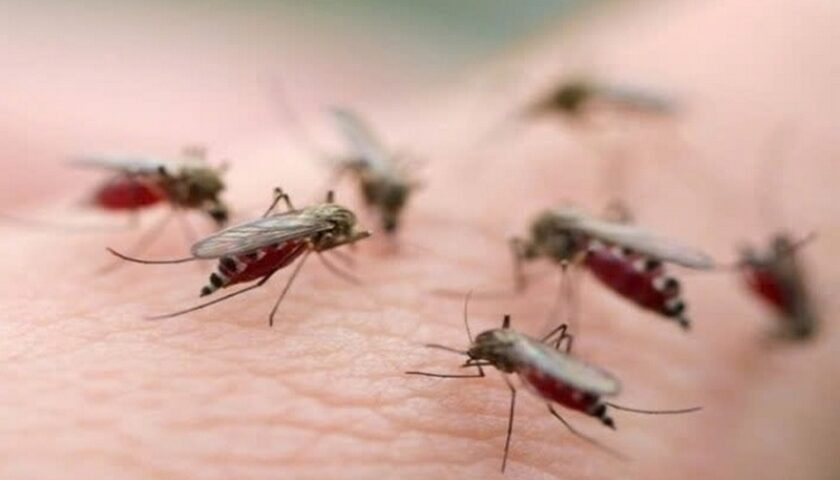 cách diệt muỗi trong nhà