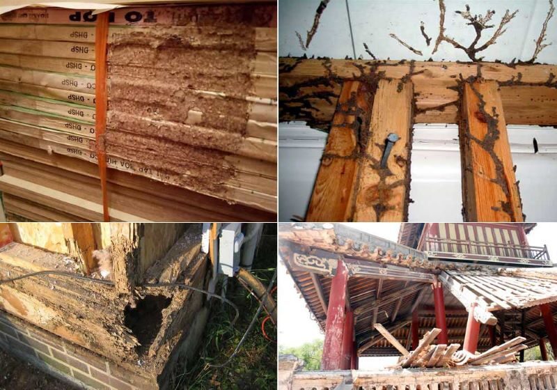 chống mối công trình