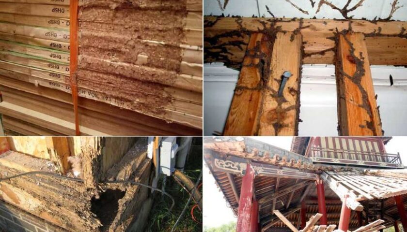 chống mối công trình