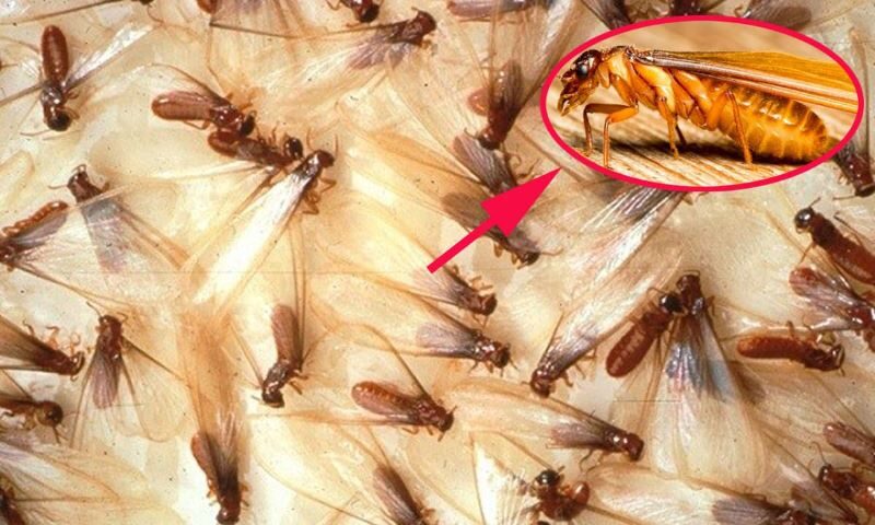 mối cánh bay vào nhà