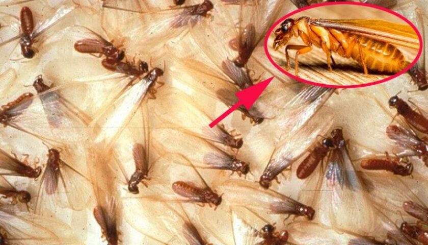 mối cánh bay vào nhà